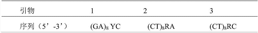 Method for identifying germplasm resource of radix codonopsis by use of ISSR (inter-simple sequence repeat) fingerprint