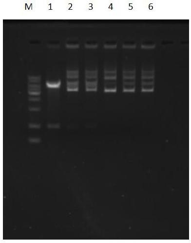 Method for inhibiting DNA digestion