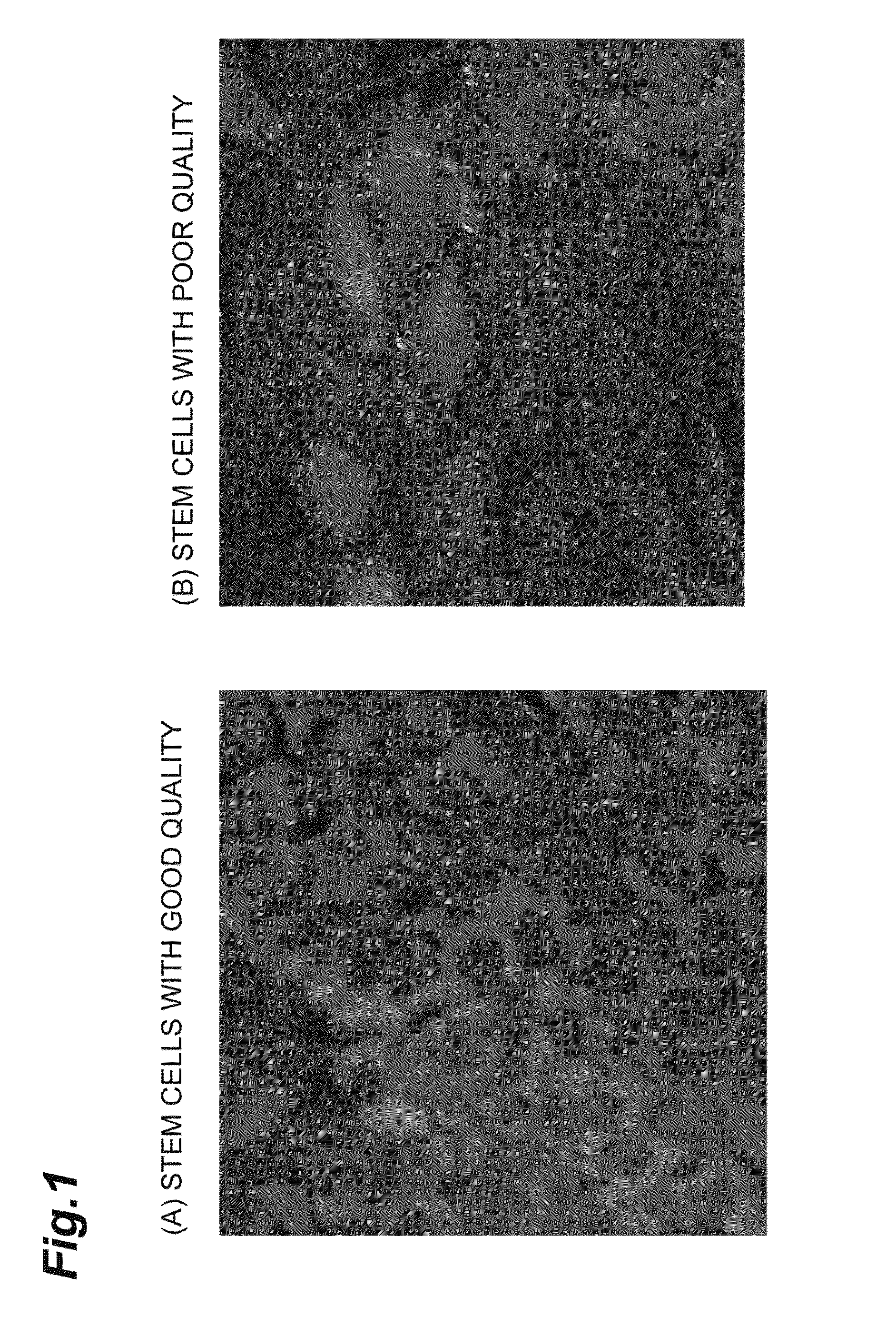 Cell analysis method, cell analysis device, and cell analysis program