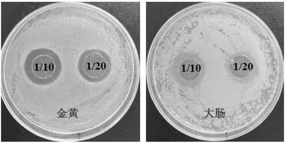 Antibacterial silk fibroin material and preparation method thereof