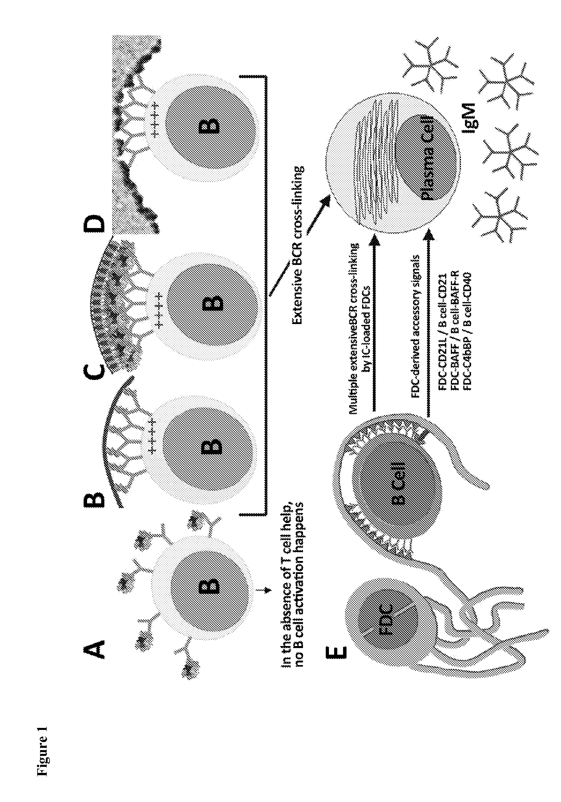 Rapid generation of t cell-independent antibody responses to t cell-dependent antigens