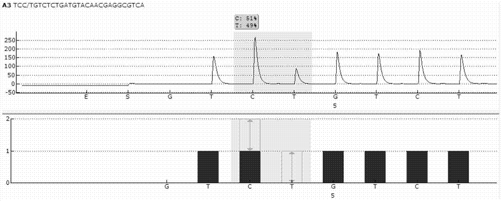 Sequencing primer for qualitative detection of genetic typing of uridinediphosphoglucuronate glucuronosyltransferase 1A1 and kit thereof