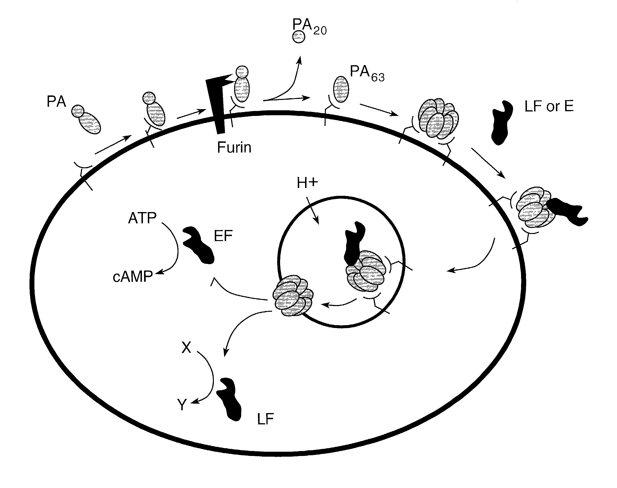 Compounds and methods for the treatment and prevention of bacterial infection