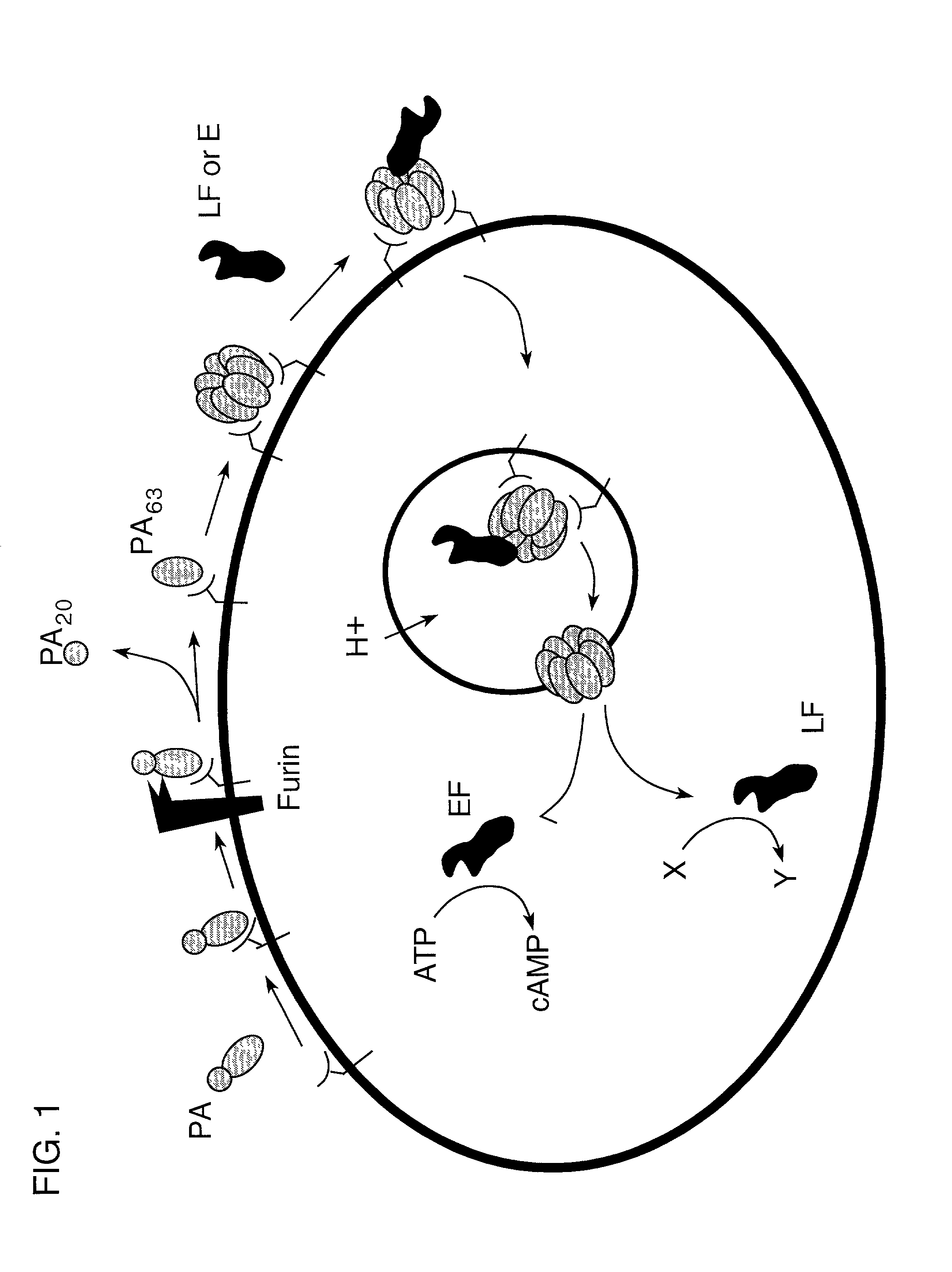 Compounds and methods for the treatment and prevention of bacterial infection