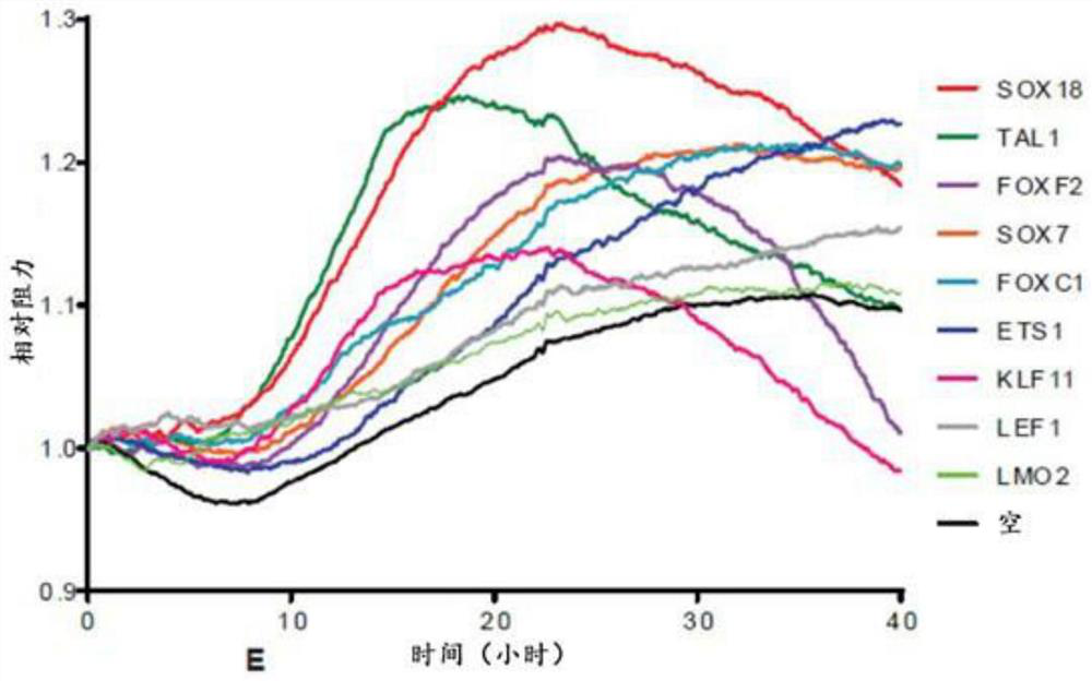 Synergistic transcription factors to induce high resistance transendothelial barrier