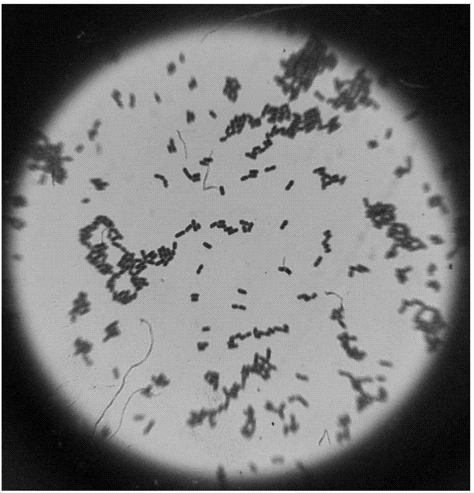 Marine bdellovibrio sp. and application of marine bdellovibrio sp. to facilitation of formation of leech plastid in presence of ampicillin