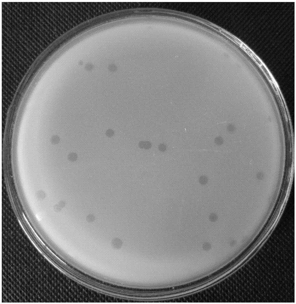 Marine bdellovibrio sp. and application of marine bdellovibrio sp. to facilitation of formation of leech plastid in presence of ampicillin