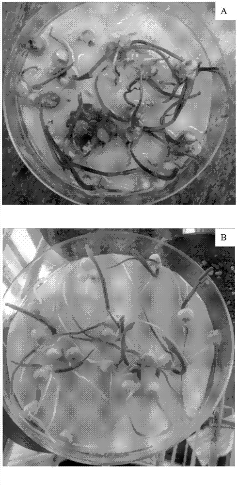 Method for inoculating fresh corn indoors by using pathogenic fusarium verticillioides