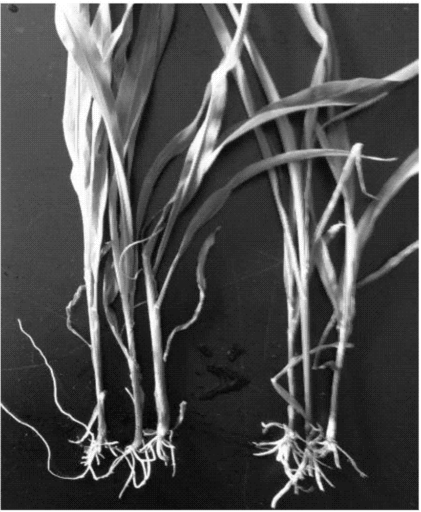 Method for inoculating fresh corn indoors by using pathogenic fusarium verticillioides