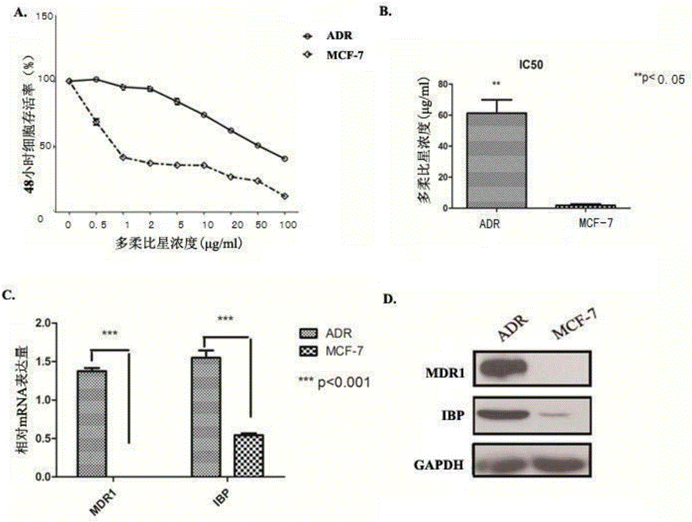 Application of breast cancer multidrug resistant protein molecule IBP