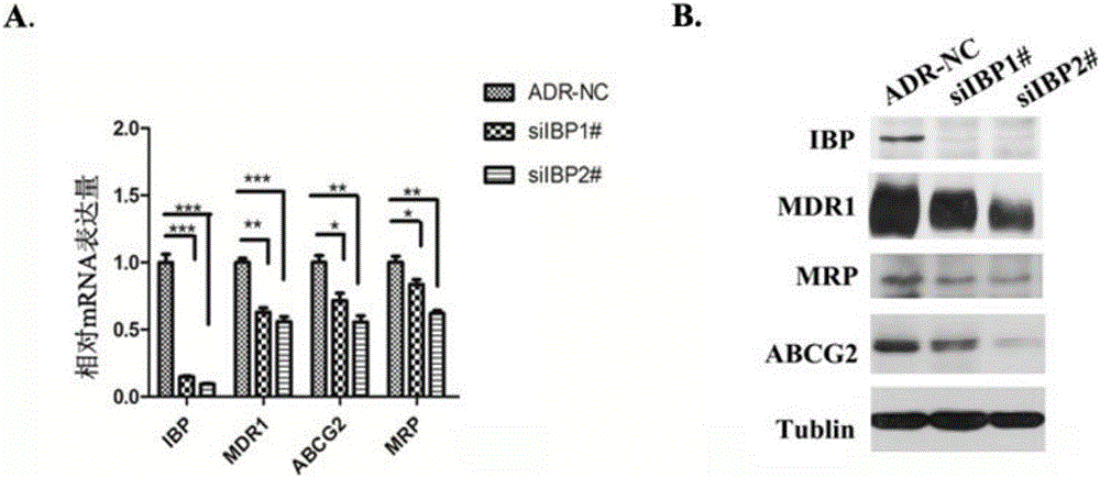 Application of breast cancer multidrug resistant protein molecule IBP