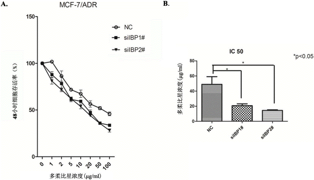 Application of breast cancer multidrug resistant protein molecule IBP