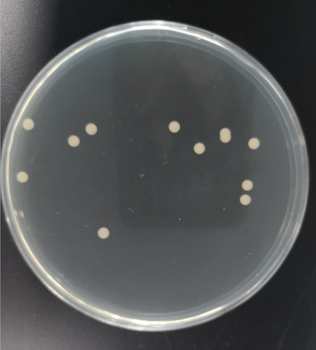 Raoultella ornithinolyticus strain SK2021-1 and application thereof in prevention and control of snails in dry land