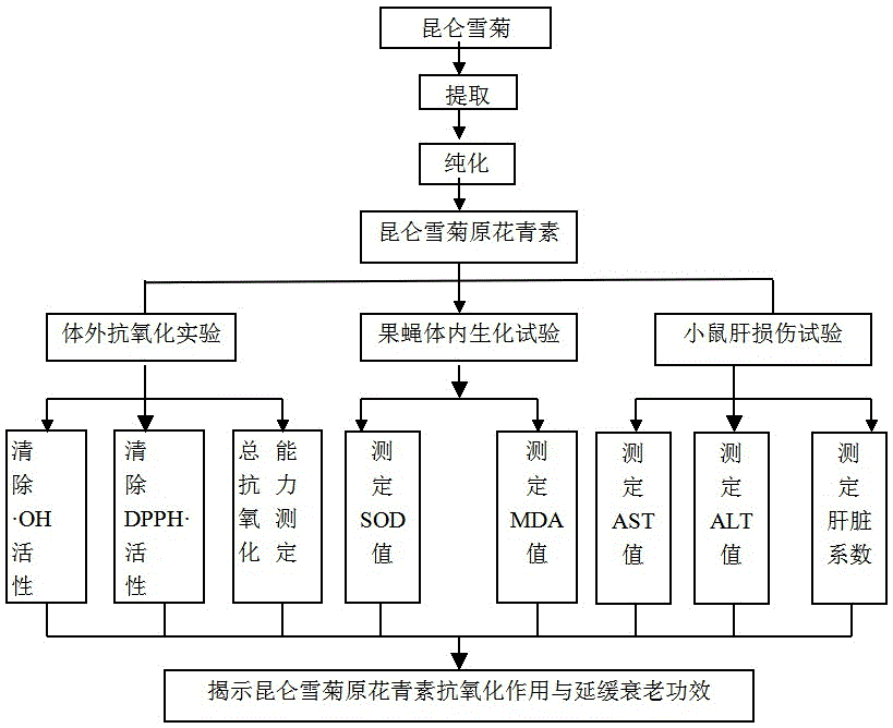 A kind of extraction method of Kunlun snow chrysanthemum proanthocyanidins and its application in delaying aging