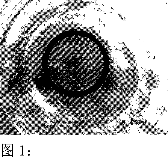 Chicken embryo elk bursa film blood vessel generating model and the analyzing method and use