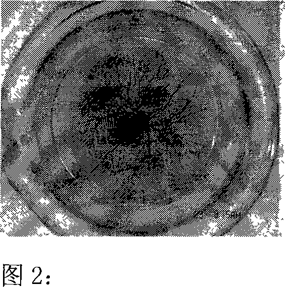 Chicken embryo elk bursa film blood vessel generating model and the analyzing method and use