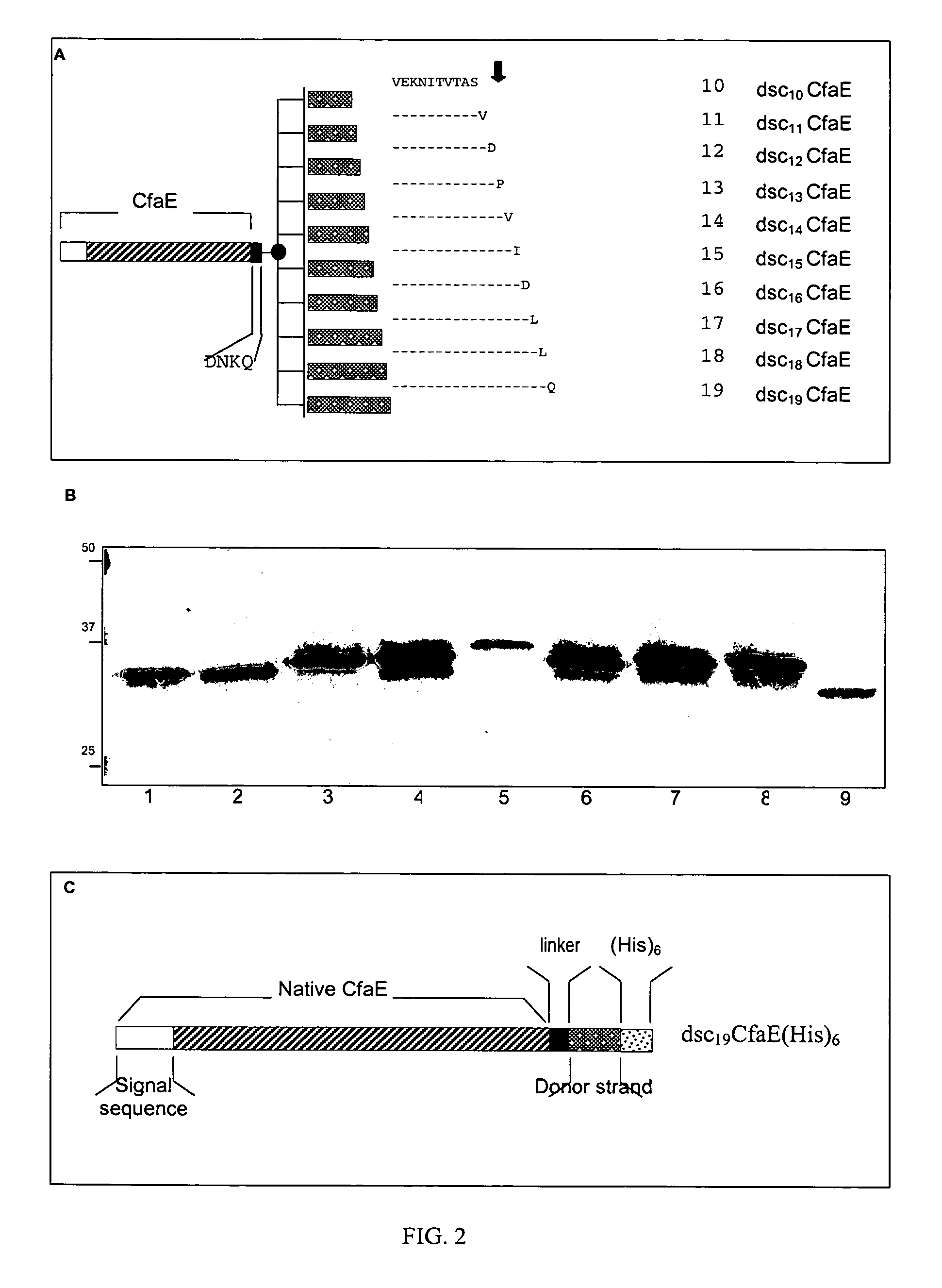 Anti-adhesin based passive immunoprophlactic