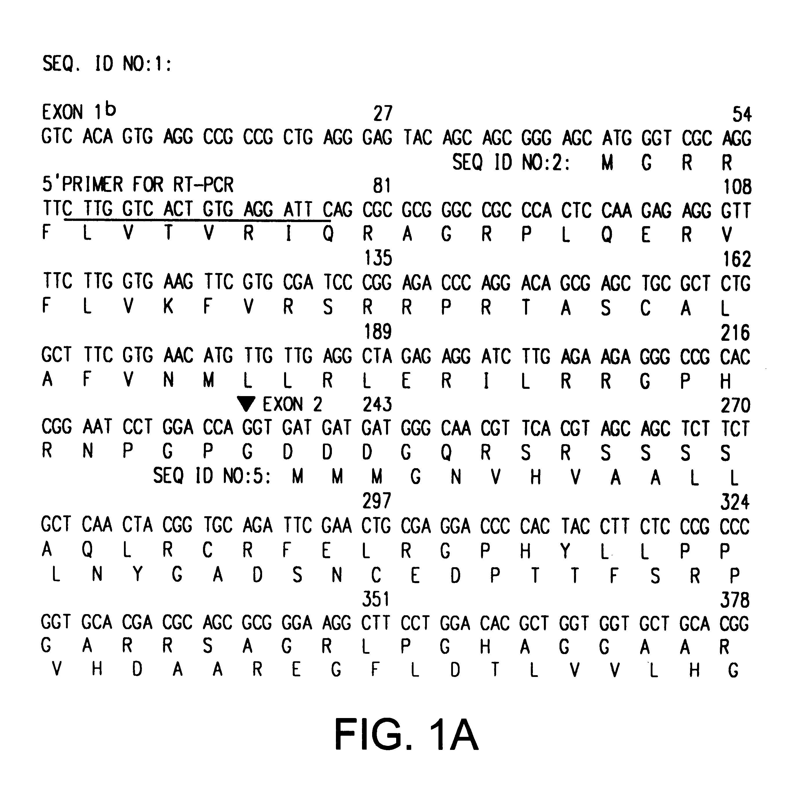 ARF-P19, a novel regulator of the mammalian cell cycle