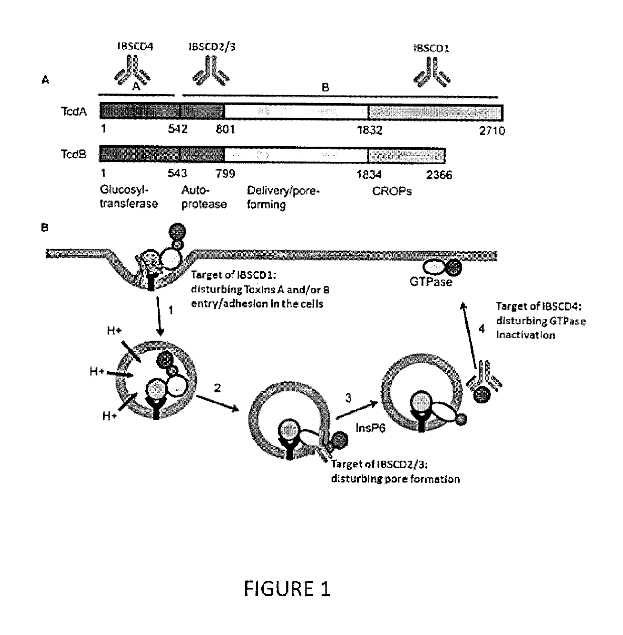 Clostridium difficile toxins a and/or B antigen and epitope antibody, and pharmaceutical uses thereof