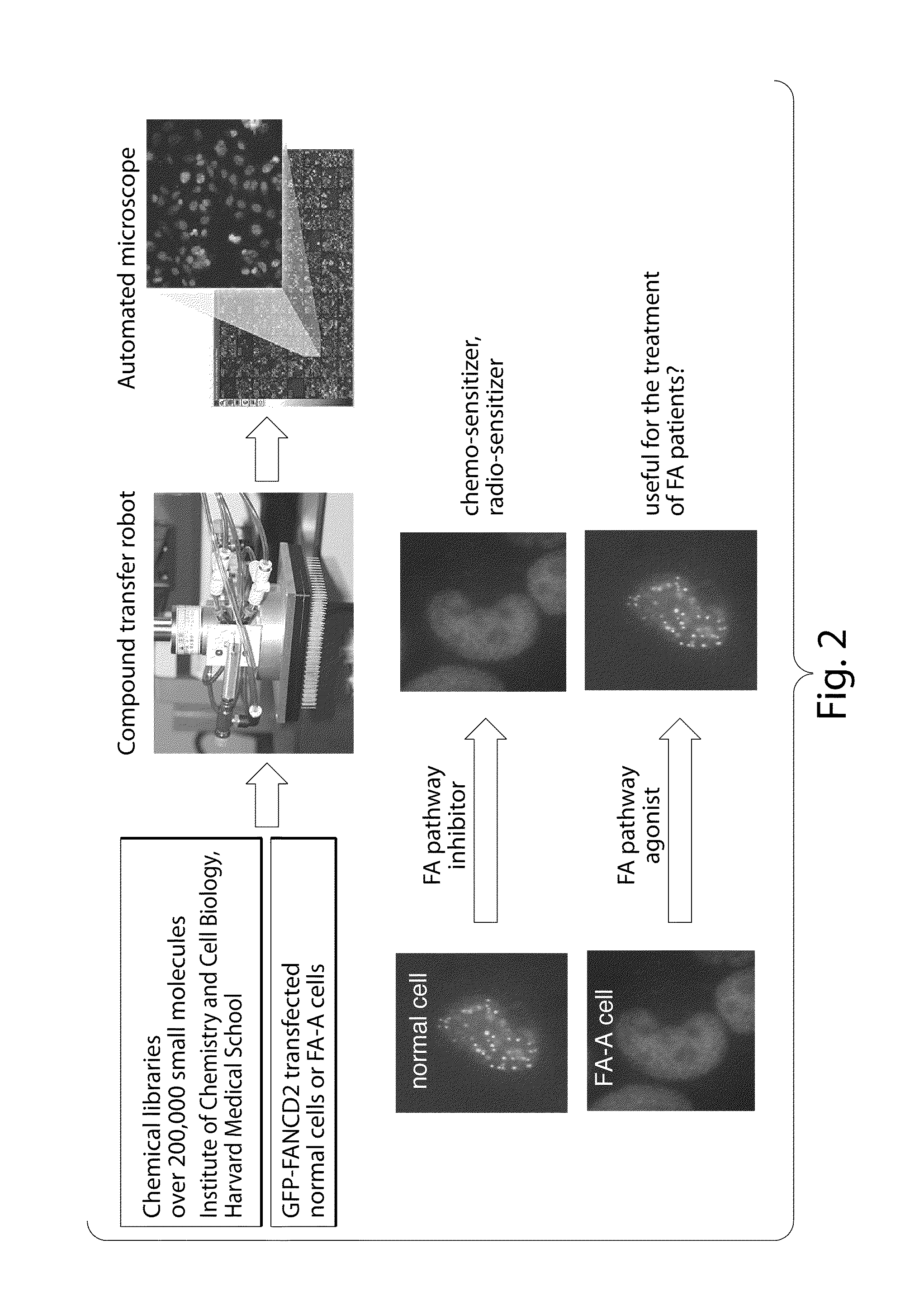 Compositions and methods for the treatment of cancer