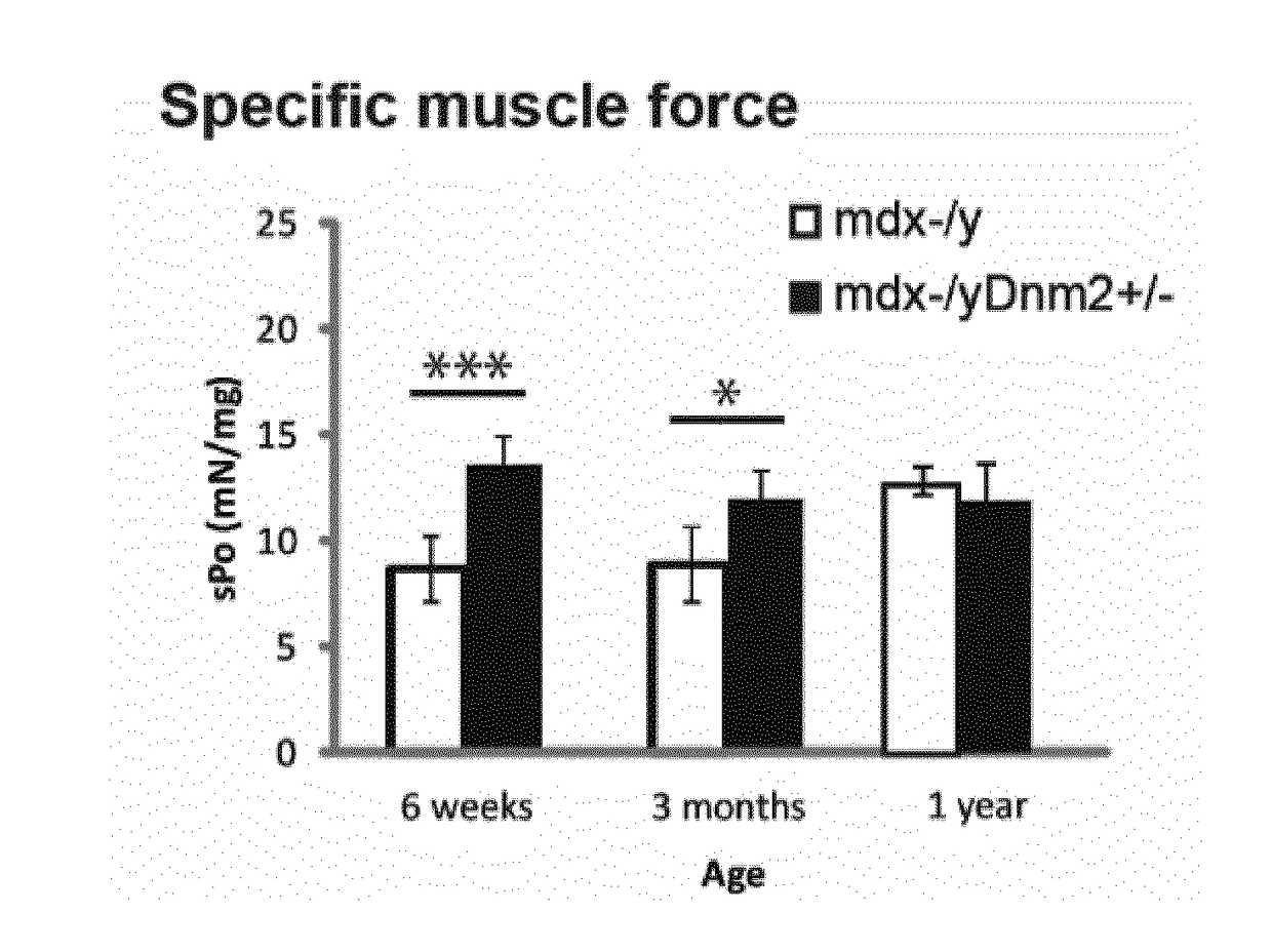 Dynamin 2 inhibitor for the treatment of duchenne's muscular dystrophy