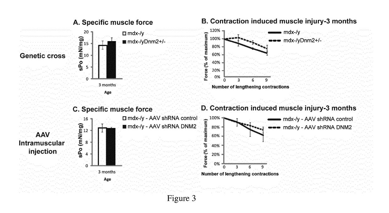 Dynamin 2 inhibitor for the treatment of duchenne's muscular dystrophy