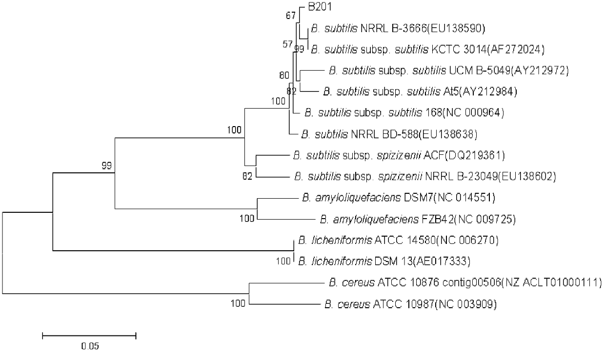 Method for screening bio-control bacteria of cucumber fusarium wilt