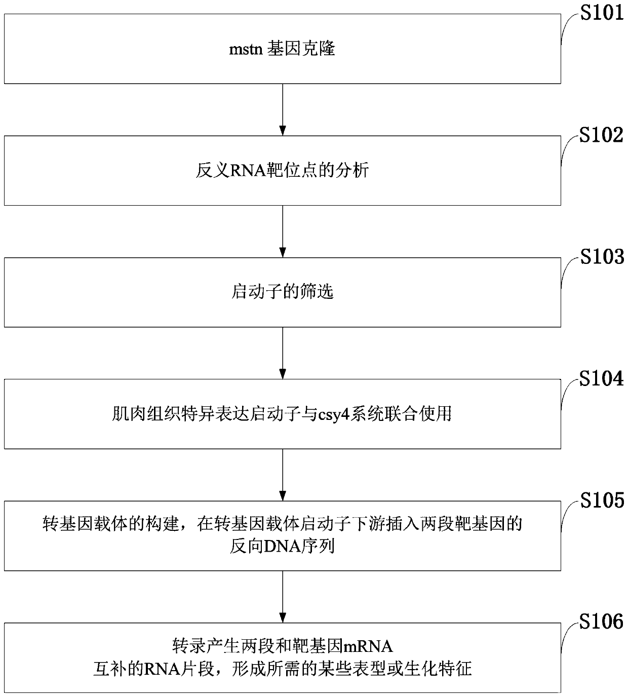 Method for obtaining quickly-growing carassius through restraining mstn gene expression of muscular tissue