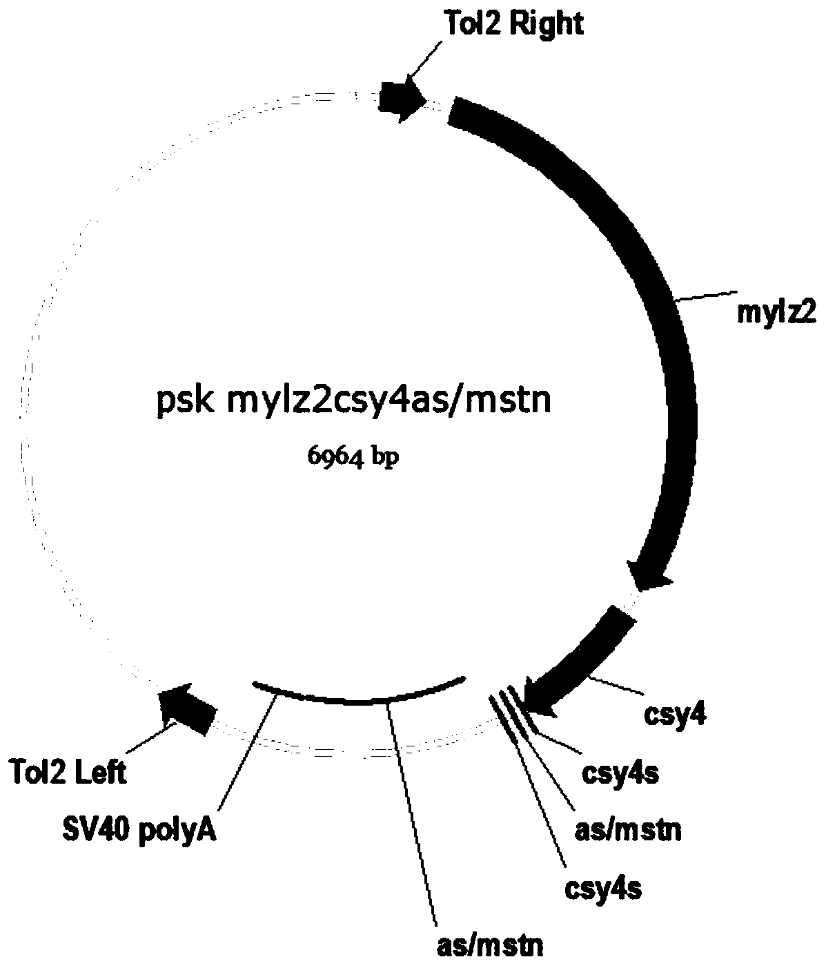 Method for obtaining quickly-growing carassius through restraining mstn gene expression of muscular tissue