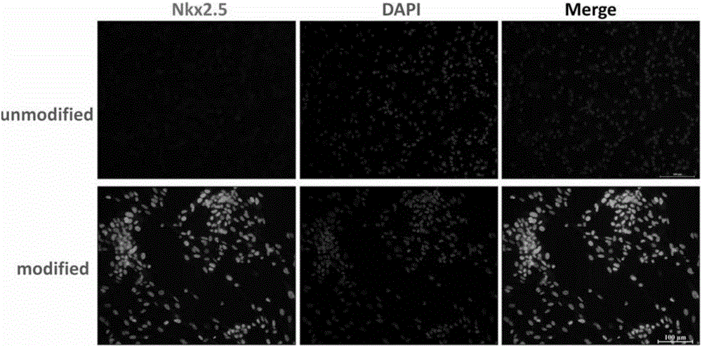 Method for preparing cardiac progenitor cells