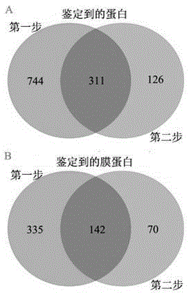 Two-step enzymolysis identification method based on protein reversible fixation