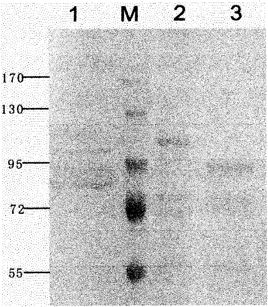 Method for efficiently expressing DNA polymerase by using pichia pastoris