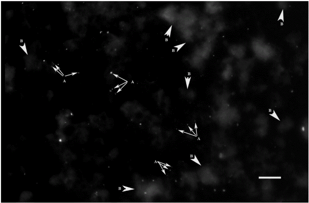 Method for detecting starch degrading microorganisms in tobacco leaf