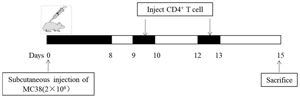 Application and method of inducing immune rejection in tumor treatment