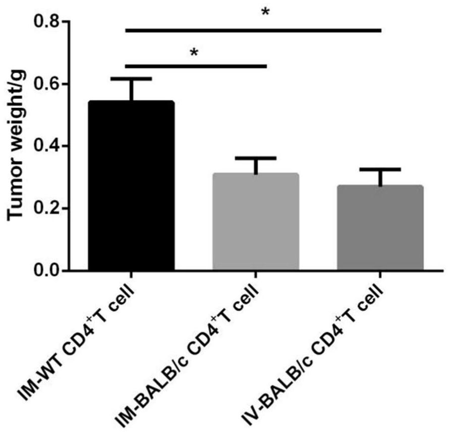 Application and method of inducing immune rejection in tumor treatment