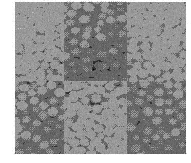 Aerobic denitrification reactor with mycelium pellet as carrier and method for synchronous operation of nitrification and denitrification