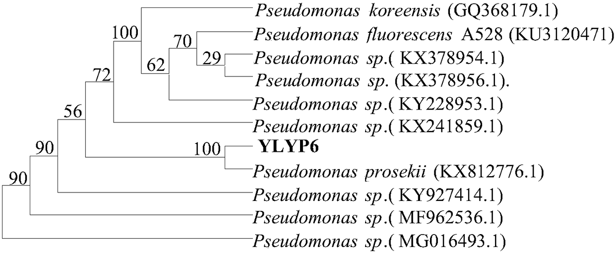 Highly efficient phosphate-solubilizing bacteria for soil improvement, and application of highly efficient phosphate-solubilizing bacteria