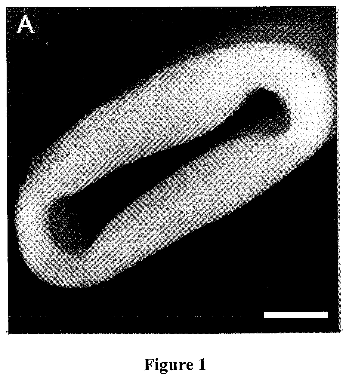 Method for producing engineered heart muscle (EHM)