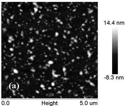 Protein antibacterial catheter and preparation method thereof