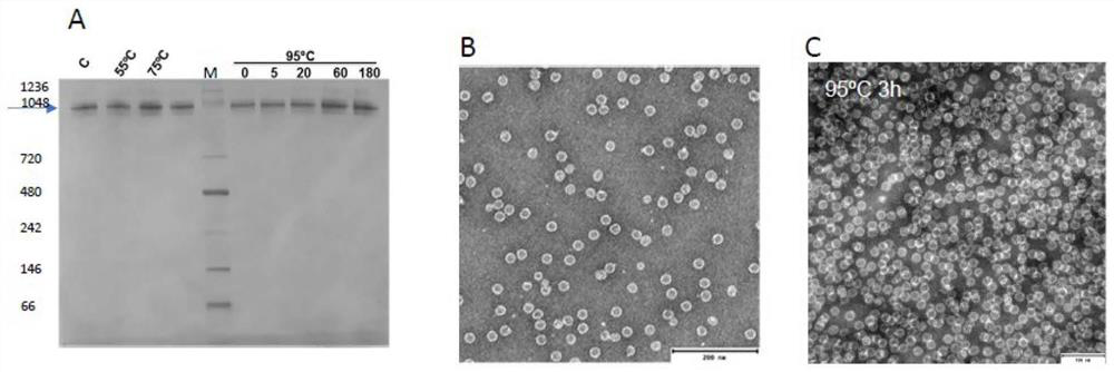 Method for conjugation of biomolecules and new use of gold donor for biomolecular complex formation