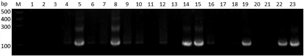 Rice blast germ LAMP detection primer pairs and application