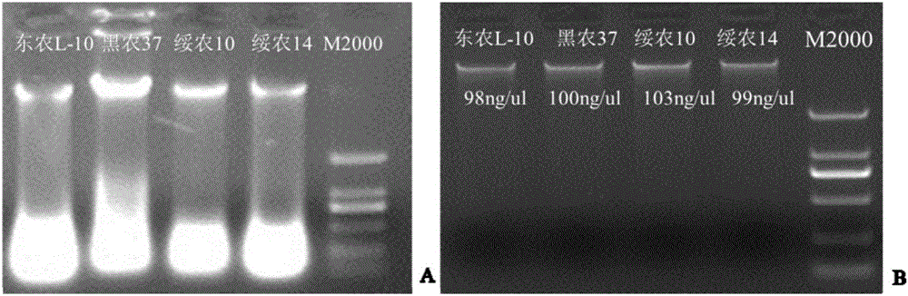 Soybean gene copy number variation analysis method