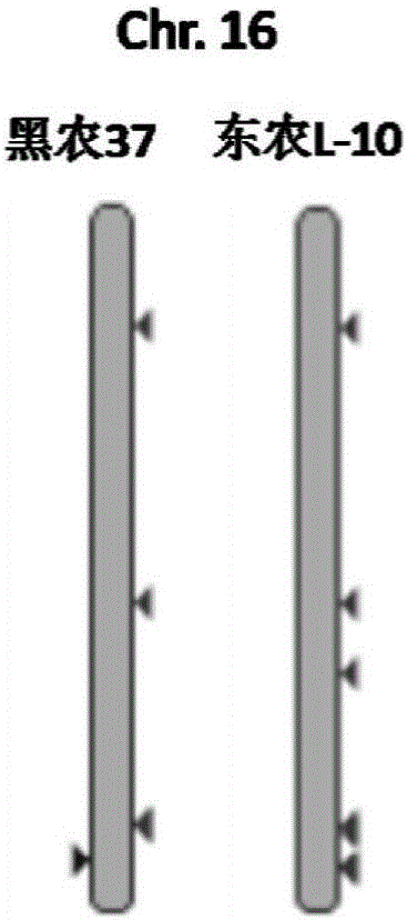 Soybean gene copy number variation analysis method