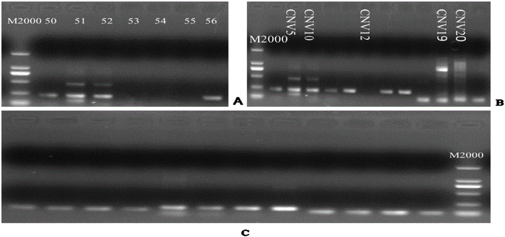 Soybean gene copy number variation analysis method