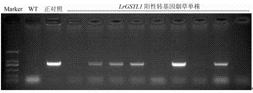 Glutathione S-transferase gene LrGSTL1 of lilium regale and application thereof