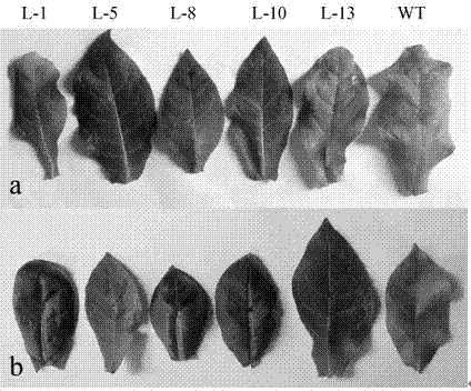 Glutathione S-transferase gene LrGSTL1 of lilium regale and application thereof