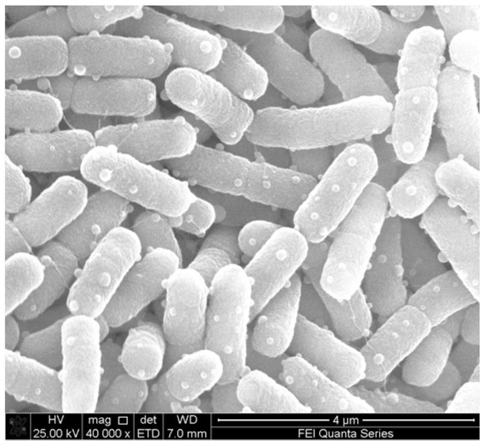 Degrading bacteria that can efficiently degrade malachite green drugs and their applications