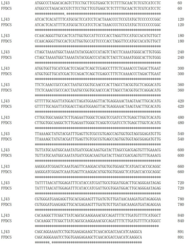 Flavonoid 3',5'-hydroxylase gene functional marker for screening high-dihydroxyl catechin-content tea plant, as well as application and application method thereof