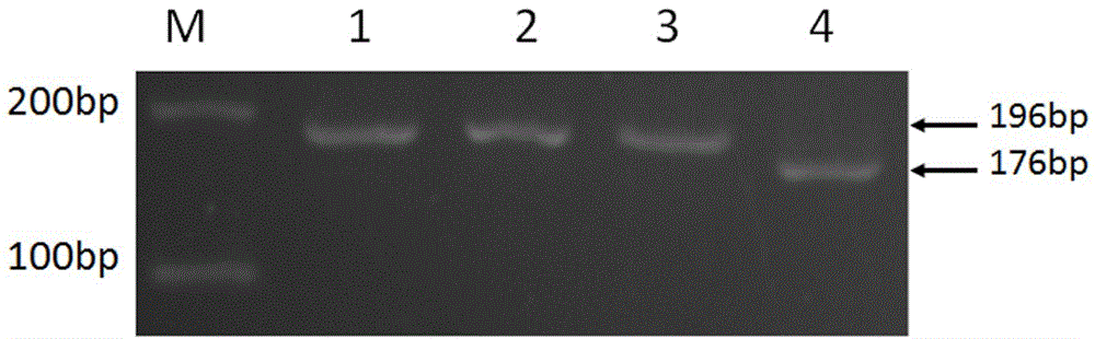 Flavonoid 3',5'-hydroxylase gene functional marker for screening high-dihydroxyl catechin-content tea plant, as well as application and application method thereof