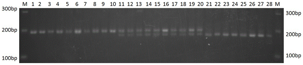 Flavonoid 3',5'-hydroxylase gene functional marker for screening high-dihydroxyl catechin-content tea plant, as well as application and application method thereof